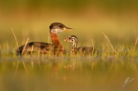 Potapka rudokrka - Podiceps grisegena - Red-necked Grebe 9705